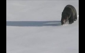 Yellowstone National Park: Uinta Ground Squirrel - Animals - VIDEOTIME.COM