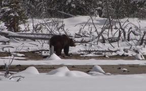 Yellowstone National Park: Spring Bears - Animals - Videotime.com