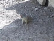 Yellowstone National Park: Uinta Ground Squirrel