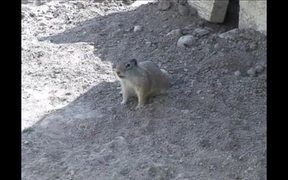 Yellowstone National Park: Uinta Ground Squirrel - Animals - VIDEOTIME.COM