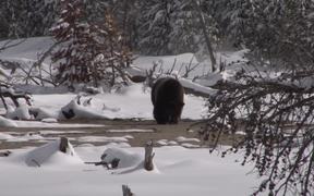 Yellowstone National Park: Spring Bears