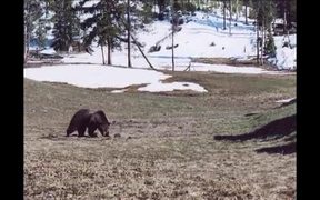 Yellowstone National Park: Respect for Wildlife