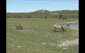 What's the Best Season to Visit Yellowstone NP - Fun - VIDEOTIME.COM