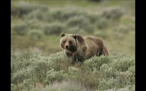 What's the Best Season to Visit Yellowstone NP - Fun - VIDEOTIME.COM