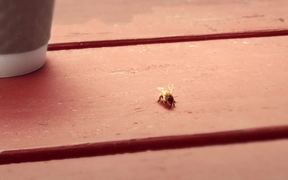 Bee Friendly Video: Swat - Commercials - VIDEOTIME.COM