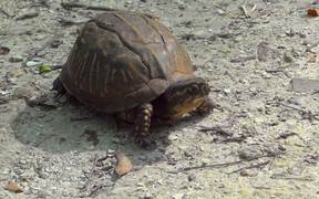 Turtle - Animals - VIDEOTIME.COM