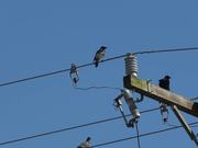 Birds on  Electric Wires