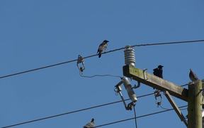 Birds on  Electric Wires - Animals - VIDEOTIME.COM