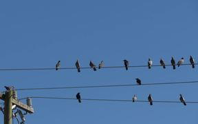 Birds on  Electric Wires - Animals - VIDEOTIME.COM