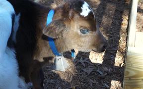 Calf Baby Cow - Animals - VIDEOTIME.COM
