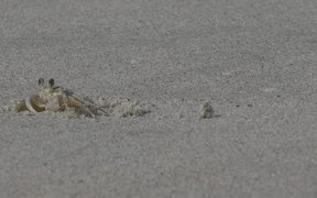 Crab on Sand Beach - Animals - VIDEOTIME.COM