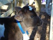 Calf Baby Cow