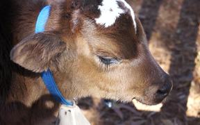 Calf Baby Cow - Animals - VIDEOTIME.COM