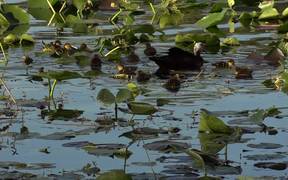 Ducks Swimming - Animals - VIDEOTIME.COM