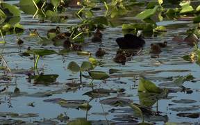 Ducks Swimming - Animals - VIDEOTIME.COM