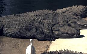 Alligators Sunning - Animals - VIDEOTIME.COM