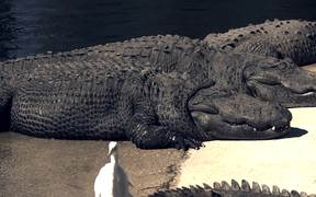 Alligators Sunning - Animals - VIDEOTIME.COM