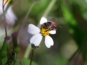 Honey Bees Pollination