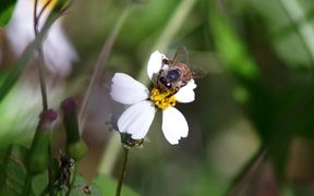 Honey Bees Pollination - Animals - VIDEOTIME.COM