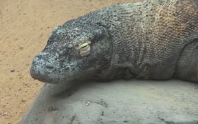 Komodo Dragon - Animals - VIDEOTIME.COM