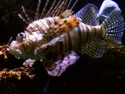 Lionfish Fish Ocean
