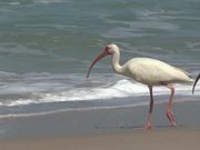 Ocean Beach Birds