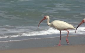 Ocean Beach Birds - Animals - VIDEOTIME.COM