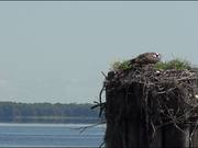 Osprey Birds Nest