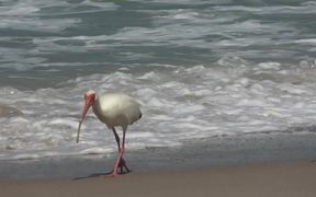 Ocean Beach Birds - Animals - VIDEOTIME.COM