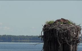 Osprey Birds Nest - Animals - VIDEOTIME.COM