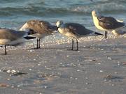 Seagulls at Beach