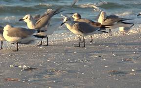 Seagulls at Beach - Animals - VIDEOTIME.COM