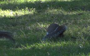 Squirrel in the Park - Animals - VIDEOTIME.COM