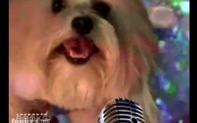 This Dog Rocks! - Animals - Videotime.com