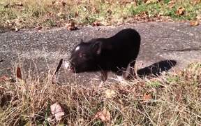 Funny Mini Piggy Tales 2 - Animals - Videotime.com