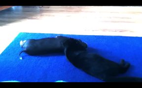 Funny Mini Piggy Tales 1 - Animals - Videotime.com
