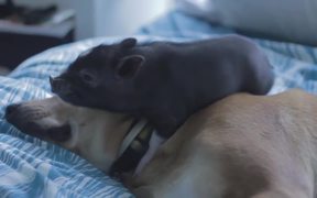 Funny Mini Piggy Tales 2 - Animals - VIDEOTIME.COM