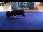Funny Mini Piggy Tales 1 - Animals - Y8.COM