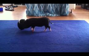 Funny Mini Piggy Tales 1