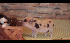Cute Mini Piggy