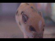 Cute Mini Piggy - Animals - Y8.COM