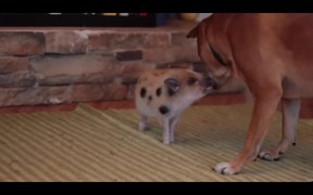 Cute Mini Piggy - Animals - Videotime.com