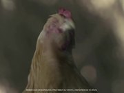 Andes Commercial: Wine Laying Hen