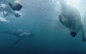 Folksam Commercial: Diving Dogs - Commercials - VIDEOTIME.COM