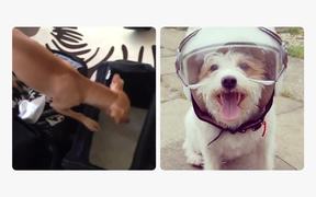 Best Friends Animal Society Video: Celebrity Pets - Commercials - Videotime.com