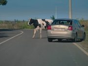GPI Commercial: Cow