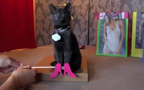 Poopy Cat Dolls Video: Do You Want My Purr Purr?