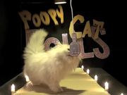 Poopy Cat Dolls Video: Do You Want My Purr Purr?
