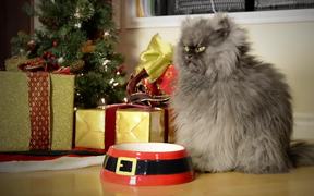 Celebrity Cats: Hard To Be a Cat at Christmas - Commercials - VIDEOTIME.COM