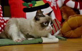 Celebrity Cats: Hard To Be a Cat at Christmas - Commercials - Videotime.com